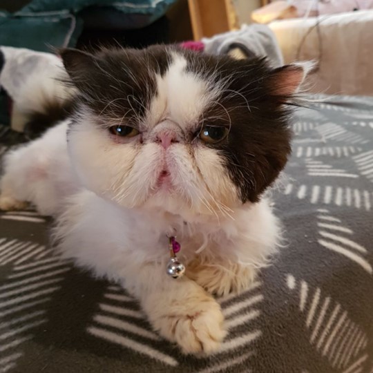 Bruno Persian lost 28 Feb